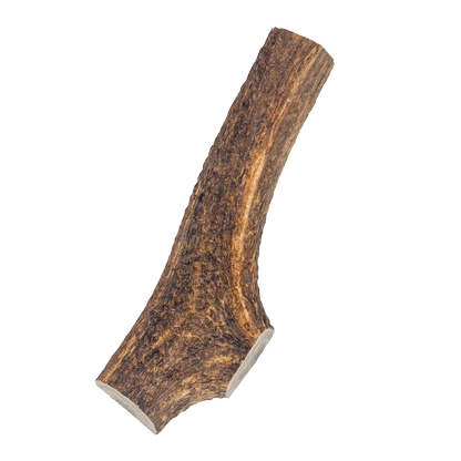 Extra Large Elk Antler Chew